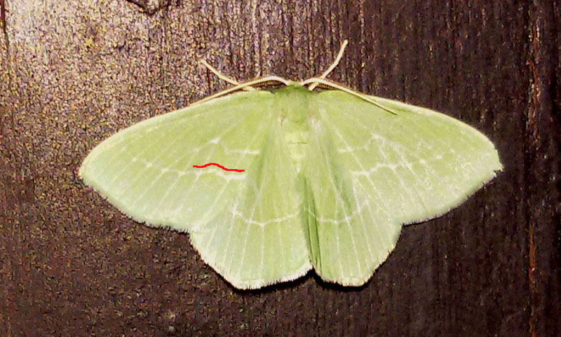 Hemistola chrysoprasaria? Hemistola cfr. siciliana, Geometridae